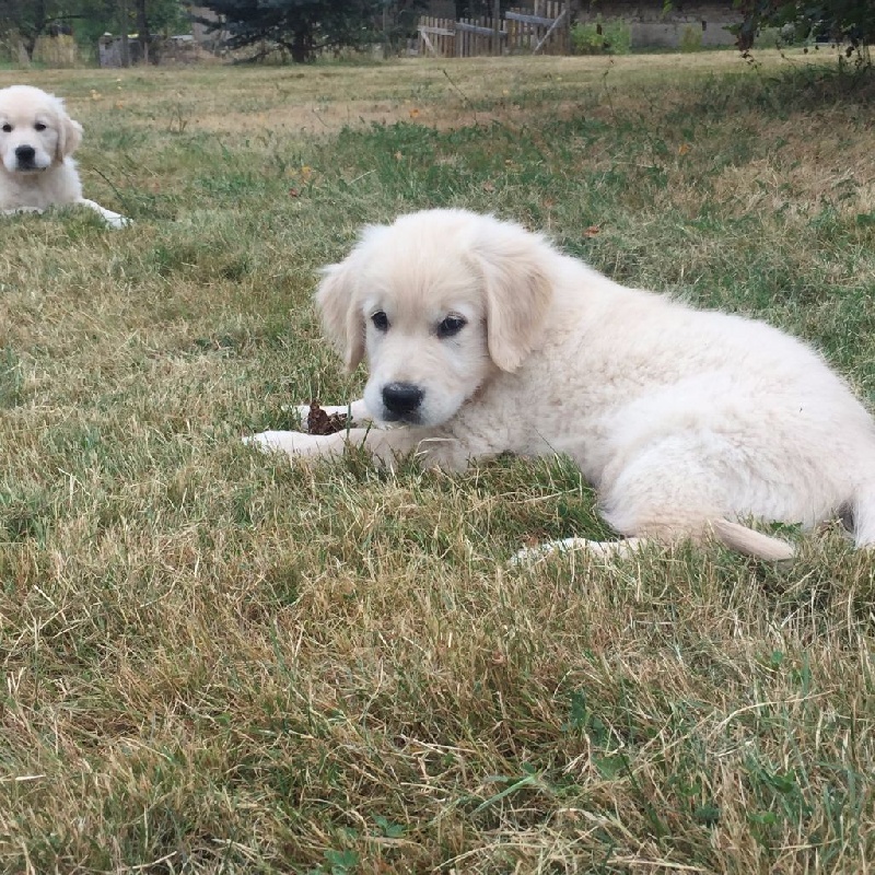 Les chiots